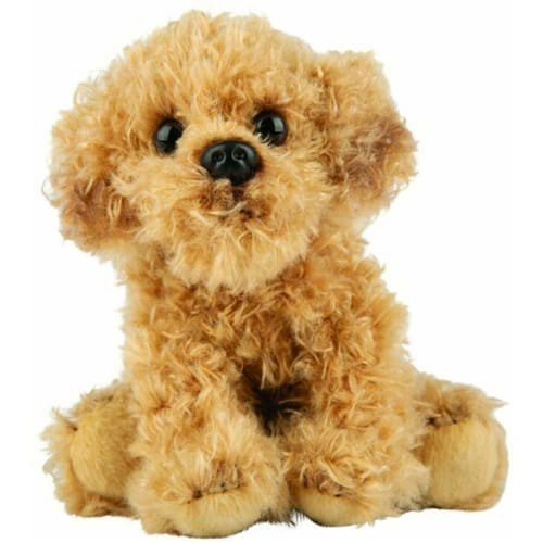 Labradoodle small sitting - labradoodle,