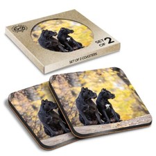 Square MDF Coaster Cane Corso