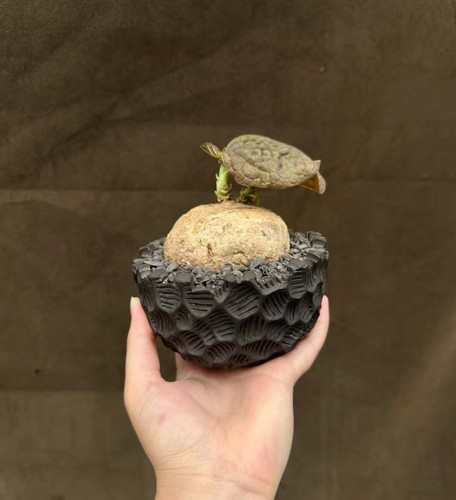 5cm rare live - 7.5cm,