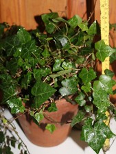 Various Hedera Helix  Evergreen Ivy in Plastic or Clay Pots for Indoor / Garden