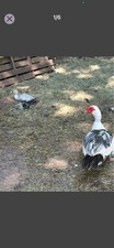 Muscovy Duck Hatching Eggs