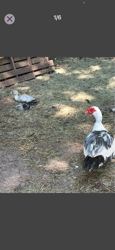 Muscovy duck hatching eggs 6 - duck,