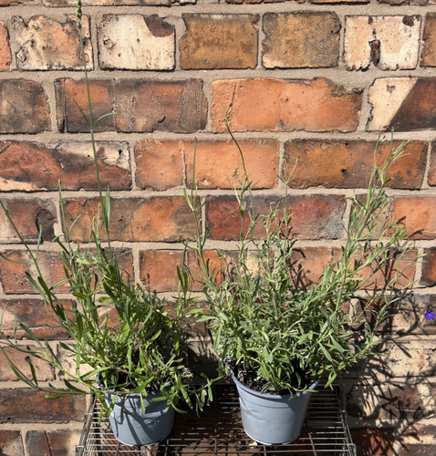 English lavender angustifolia - lavender,