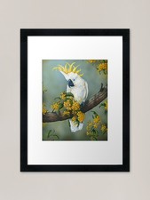 Australian White Cockatoo