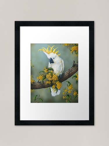 Australian white cockatoo - australian,