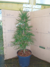 Sciadopitys verticillata