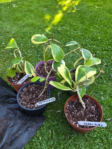 Hoya kerrii leaf plant - 3-5,