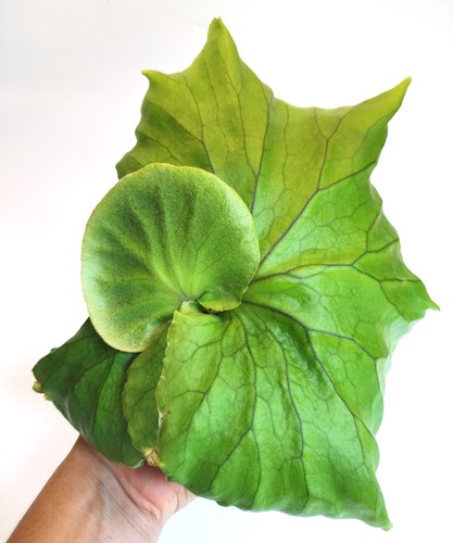 Rare grown platycerium mt - rare, uk