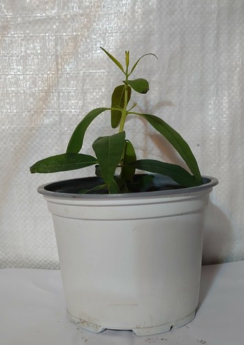 Rare hardy eucalyptus red - rare,