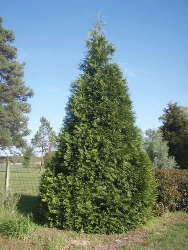 Green giant arborvitae - giant, arborvitae:
