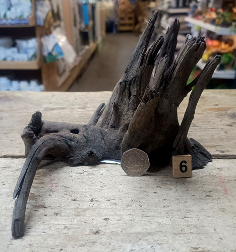 Small medium corbo - small/medium, root