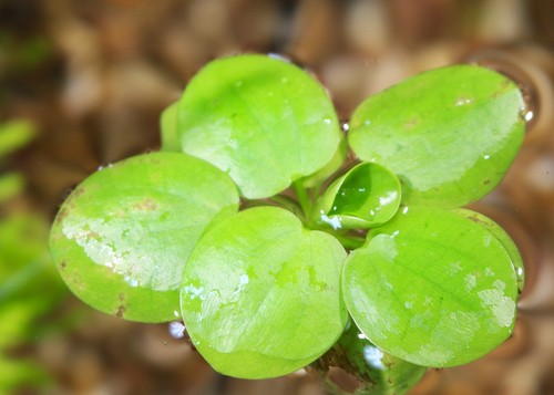 Live aquarium plant - live, |