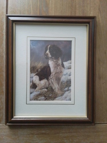 Springer spaniel framed print - spaniel,