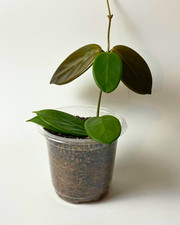 Hoya vangviengiensis
