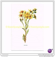 RAG-WORT, Book Illustration, c1902