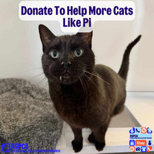 Donate To Help More Cats Like