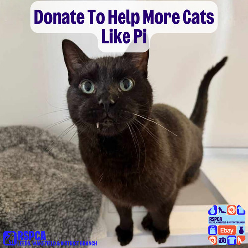 Donate help more cats like - cats,
