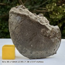 Oxynoticeras Golden Pyrite Ammonite Fossil Lower Lias Jurassic Coast Charmouth