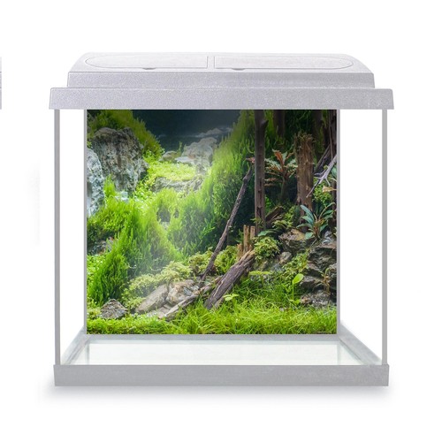 Fish tank background - fish,