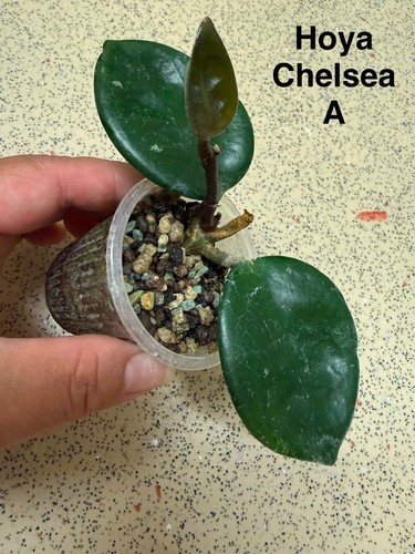 Rare hoya chelsea - chelsea, rooted