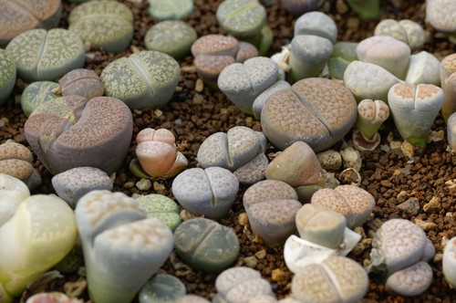 Lithops mix seeds - –, –