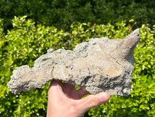 Ankylosaur Dinosaur Armor with
