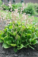 Saxifraga london pride - saxifraga, pride”