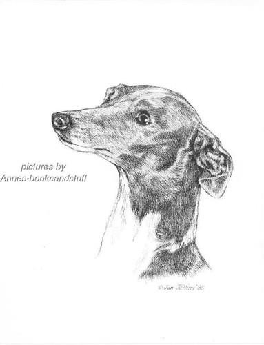 349 italian greyhound dog - *,