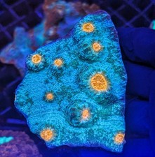 Biohazard Chalice Coral Lps