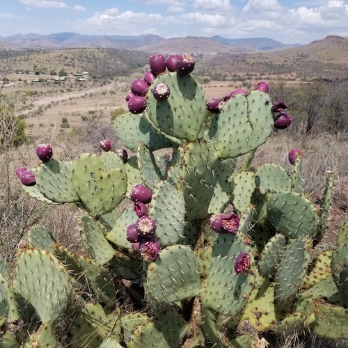 Prickly pear 100 1000 - prickly,