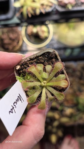 Drosera venusta carnivorous - drosera,