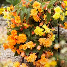 Begonia Bedding Plants