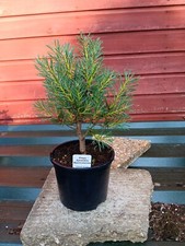 Pinus sylvestris Beuvronensis