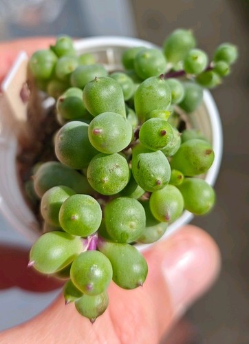 Senecio grapes stunning - grapes,