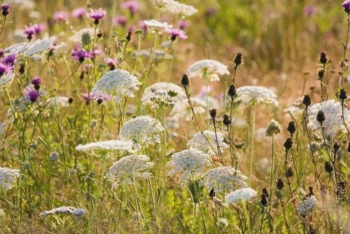 Wild carrot daucus carota - wild,