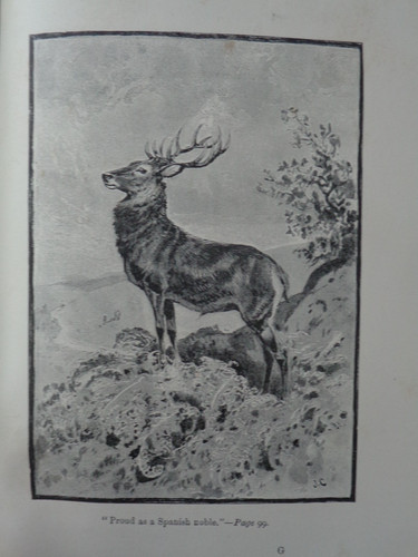 1900 red deer jefferies 8 - 1900, by