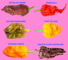 Worlds HOTTEST Chilli - 60