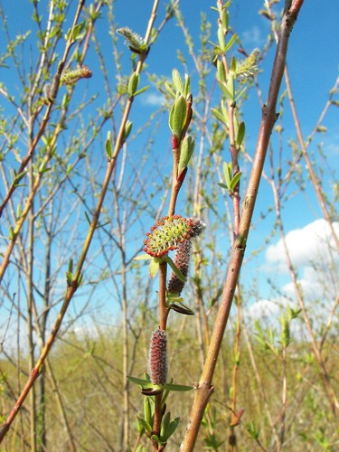 Purple willow salix purpurea - salix,