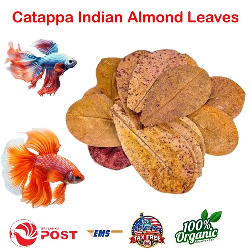 1000pcs indian almond leaves - 1000pcs,