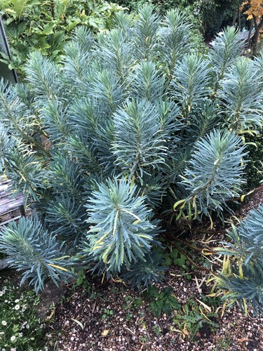 Euphorbia characias - x,