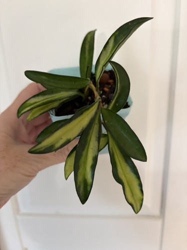 Hoya wayetii tri colour - hoya,