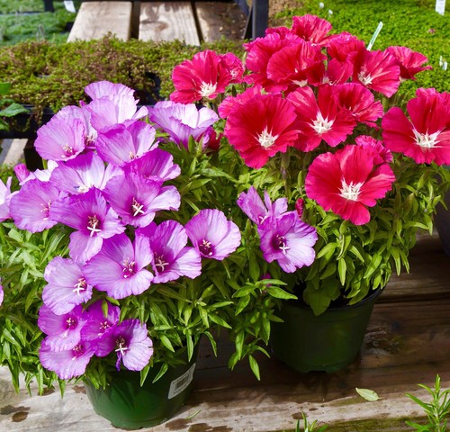 2200x dwarf godetia mix - mix, seeds