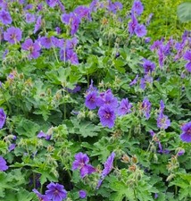 3x Geranium Magnificum perennial plants - Hardy - Unrooted Cuttings
