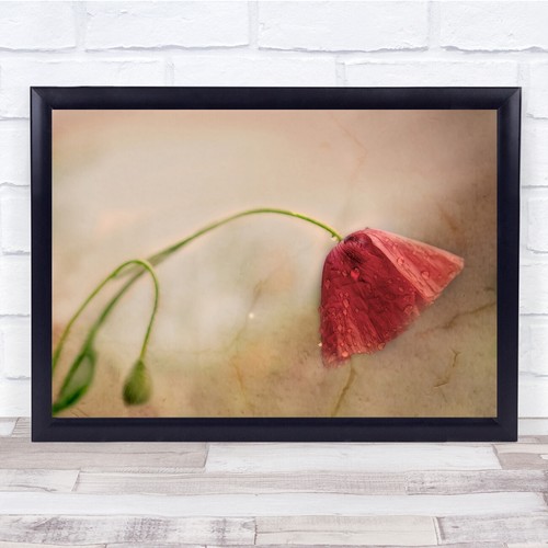 Poppy still life - life, floral