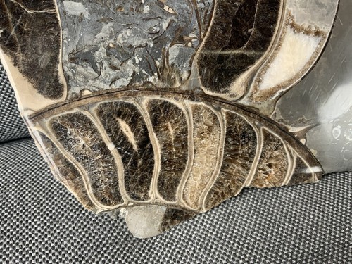Polished large ammonite - large,