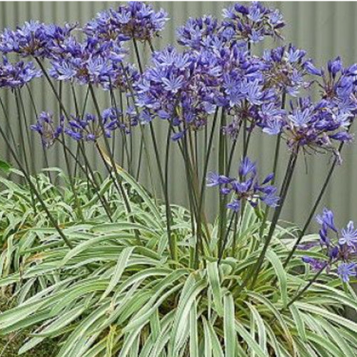 Agapanthus africanus - 🌿,