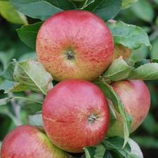 Apple tree gala - 'gala', pot