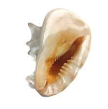 Large Conch Seashell Shell