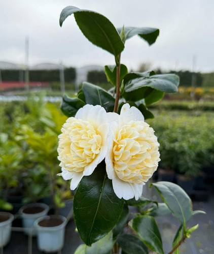 Camellia japonica brushfield - japonica,