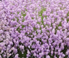 Lavender XXL jumbo  Plug